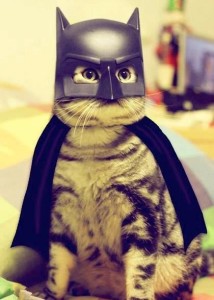 cat-wears-batman-costume beth